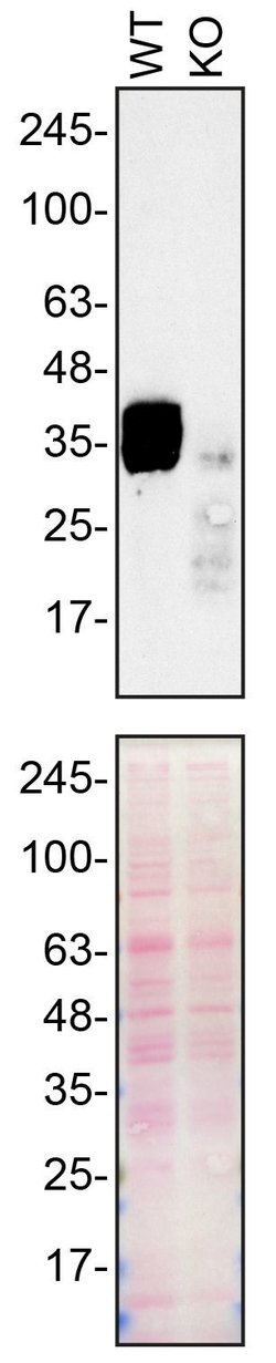 Invitrogen SFRP1 Recombinant Rabbit Monoclonal Antibody (5I6V1) 100 &mu;L;