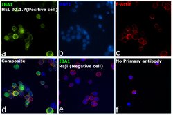 Invitrogen IBA1 Recombinant Rabbit Monoclonal Antibody (JM36-62) 100 &mu;L;