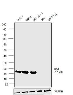 Invitrogen IBA1 Recombinant Rabbit Monoclonal Antibody (JM36-62) 100 &mu;L;