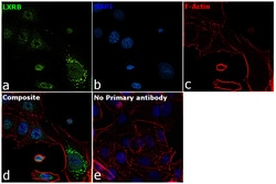 Invitrogen LXR beta Recombinant Rabbit Monoclonal Antibody (PSH0-56) 100