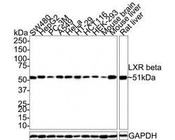 Invitrogen LXR beta Recombinant Rabbit Monoclonal Antibody (PSH0-56) 100