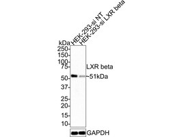 Invitrogen LXR beta Recombinant Rabbit Monoclonal Antibody (PSH0-56) 100