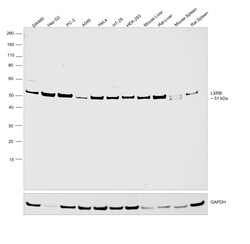 Invitrogen LXR beta Recombinant Rabbit Monoclonal Antibody (PSH0-56) 100