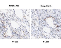 Invitrogen STING Recombinant Rabbit Monoclonal Antibody (PSH07-44) 100 &mu;L | Buy Online | Invitrogen&trade; | Fisher Scientific