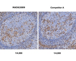 Invitrogen STING Recombinant Rabbit Monoclonal Antibody (PSH07-44) 100 &mu;L | Buy Online | Invitrogen&trade; | Fisher Scientific