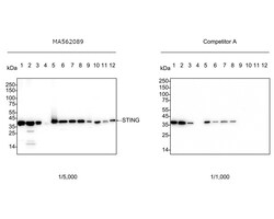 Invitrogen STING Recombinant Rabbit Monoclonal Antibody (PSH07-44) 100 &mu;L | Buy Online | Invitrogen&trade; | Fisher Scientific