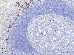Invitrogen Human IgA (Heavy chain) Recombinant Rabbit Monoclonal Antibody
