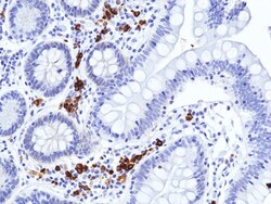 Invitrogen™ Human IgA (Heavy chain) Recombinant Rabbit Monoclonal Antibody (RM513)