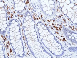 Invitrogen Human IgA (Heavy chain) Recombinant Rabbit Monoclonal Antibody