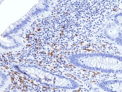 Invitrogen Human IgA (Heavy chain) Recombinant Rabbit Monoclonal Antibody