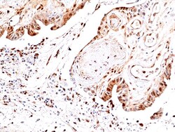 Invitrogen Phospho-JNK1/JNK2/JNK3 (Thr183, Tyr185) Recombinant Rabbit Monoclonal