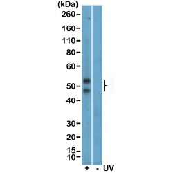 Invitrogen Phospho-JNK1/JNK2/JNK3 (Thr183, Tyr185) Recombinant Rabbit Monoclonal