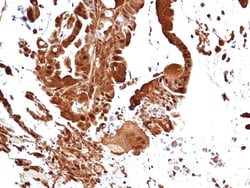 Invitrogen™ ERK1 Recombinant Rabbit Monoclonal Antibody (RM470)