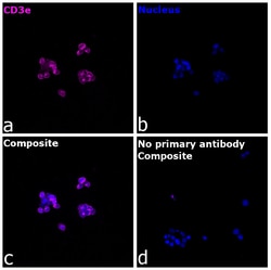 Invitrogen&trade;&nbsp;CD3e Recombinant Rabbit Monoclonal Antibody (RM344)