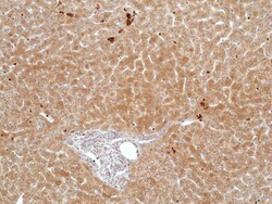 Invitrogen FGL1 Recombinant Rabbit Monoclonal Antibody (RM502) 100 &mu;L;