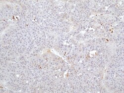 Invitrogen™ FGL1 Recombinant Rabbit Monoclonal Antibody (RM502)