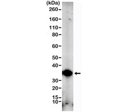 Invitrogen FGL1 Recombinant Rabbit Monoclonal Antibody (RM502) 100 &mu;L;