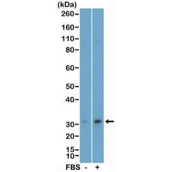 Invitrogen™ Phospho-eIF4E (Ser209) Recombinant Rabbit Monoclonal Antibody (RM452)