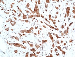Invitrogen™ Phospho-GSK3B (Ser9) Recombinant Rabbit Monoclonal Antibody (RM453)