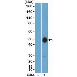 Invitrogen Phospho-GSK3B (Ser9) Recombinant Rabbit Monoclonal Antibody