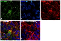 Invitrogen PKC eta Recombinant Rabbit Monoclonal Antibody (JE32-41) 100