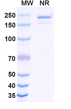 Invitrogen&trade;&nbsp;Cirevetmab Recombinant Canine Monoclonal Antibody