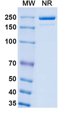 Invitrogen&trade;&nbsp;Luveltamab Humanized Recombinant Human Monoclonal Antibody