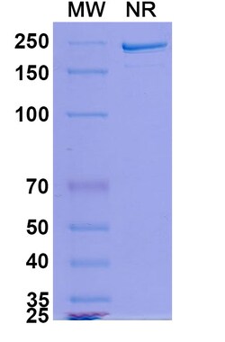 Invitrogen MDX-1342 Recombinant Human Monoclonal Antibody 100 &mu;g | Buy Online | Invitrogen&trade; | Fisher Scientific
