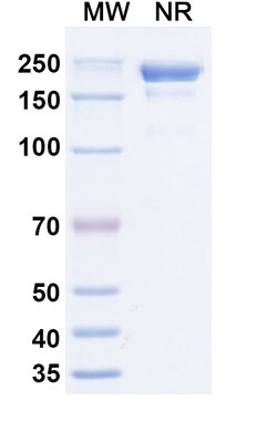 Invitrogen&trade;&nbsp;Lixudebart Recombinant Human Monoclonal Antibody