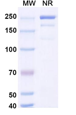 Invitrogen&trade;&nbsp;Coramitug Chimeric Recombinant Human Monoclonal Antibody
