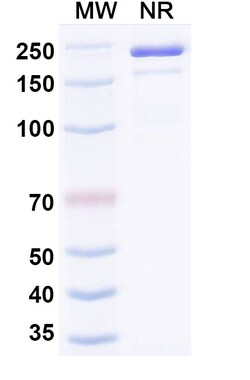 Invitrogen&trade;&nbsp;Ozureprubart Humanized Recombinant Human Monoclonal Antibody