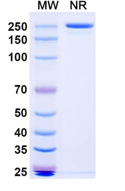 Invitrogen Nepuvibart Recombinant Human Monoclonal Antibody 100 &mu;g;