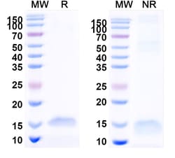 Invitrogen™ Fab Kappa Light Chain VHH-8His-Cys-tag Recombinant Alpaca Monoclonal Antibody (SAA2110)