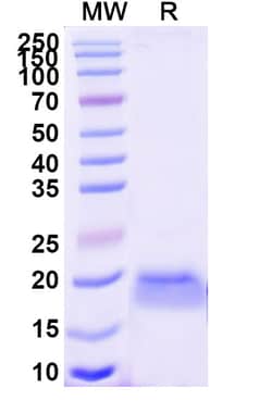Invitrogen&trade;&nbsp;mCherry VHH-8His-Cys-tag Recombinant Alpaca Monoclonal Antibody (SAA0879)