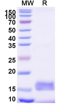 Invitrogen&trade;&nbsp;mCherry VHH-8His-Cys-tag Recombinant Alpaca Monoclonal Antibody (SAA1128)