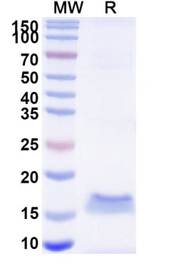 Invitrogen&trade;&nbsp;Metapneumovirus Fusion glycoprotein F0 VHH-8His-Cys-tag Recombinant Alpaca Monoclonal Antibody (SAA2194)