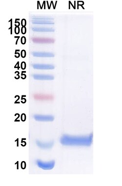 Invitrogen&trade;&nbsp;Nectin 2 VHH-8His-Cys-tag Recombinant Alpaca Monoclonal Antibody (SAA2116)