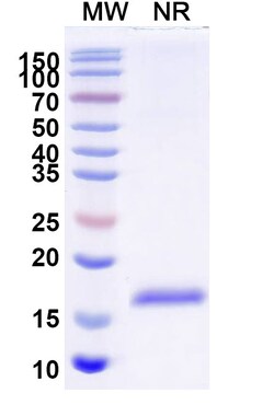 Invitrogen&trade;&nbsp;Nectin 2 VHH-8His-Cys-tag Recombinant Alpaca Monoclonal Antibody (SAA2117)