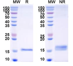 Invitrogen&trade;&nbsp;Galectin 7 VHH-8His-Cys-tag Recombinant Alpaca Monoclonal Antibody (Nb216)