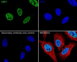 Invitrogen™ USF1 Recombinant Rabbit Monoclonal Antibody (JE63-68)