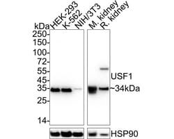 Invitrogen&trade;&nbsp;USF1 Recombinant Rabbit Monoclonal Antibody (JE63-68)
