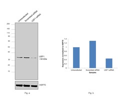 Invitrogen&trade;&nbsp;USF1 Recombinant Rabbit Monoclonal Antibody (JE63-68)