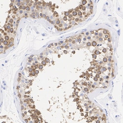 Invitrogen&trade;&nbsp;DDX4 Recombinant Rabbit Monoclonal Antibody (PSH08-53)