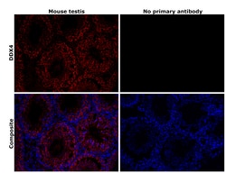 Invitrogen&trade;&nbsp;DDX4 Recombinant Rabbit Monoclonal Antibody (PSH08-53)