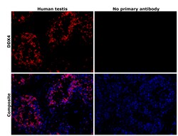 Invitrogen&trade;&nbsp;DDX4 Recombinant Rabbit Monoclonal Antibody (PSH08-53)