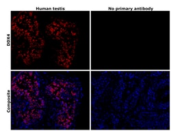 Invitrogen&trade;&nbsp;DDX4 Recombinant Rabbit Monoclonal Antibody (PSH08-53)