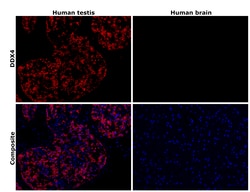 Invitrogen&trade;&nbsp;DDX4 Recombinant Rabbit Monoclonal Antibody (PSH08-53)