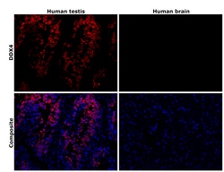 Invitrogen&trade;&nbsp;DDX4 Recombinant Rabbit Monoclonal Antibody (PSH08-53)