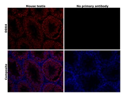 Invitrogen&trade;&nbsp;DDX4 Recombinant Rabbit Monoclonal Antibody (PSH08-53)