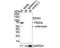 Invitrogen&trade;&nbsp;DDX4 Recombinant Rabbit Monoclonal Antibody (PSH08-53)